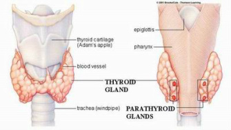 pathology of hypoparathyroidism 