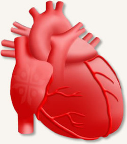 cardiovascular examination 