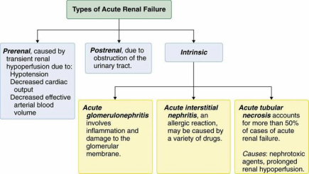 pathology of acute renal failure 